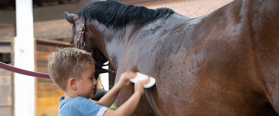 horse management stable tour cropped